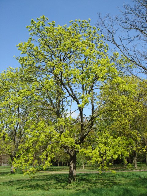 Acer platanoides en fleur